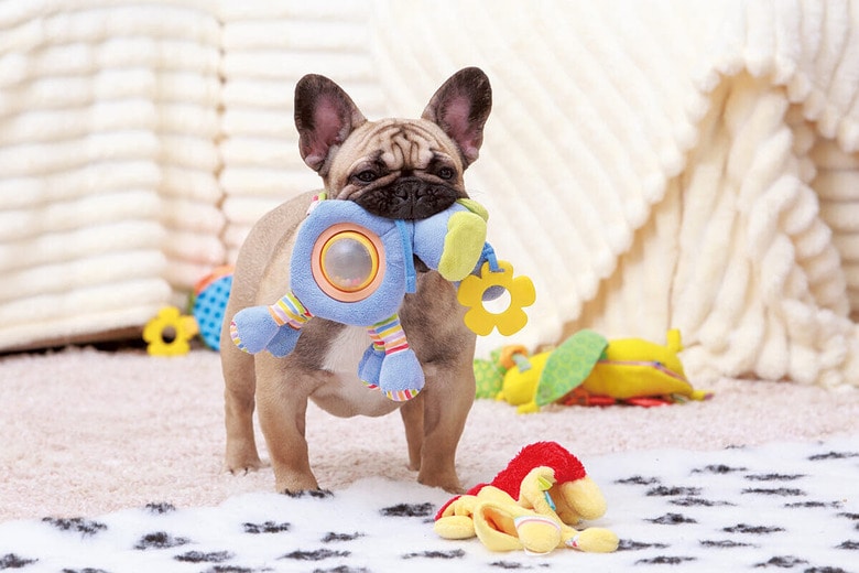 犬にだって片時も離れたくないおもちゃがある　OLGA ANIVEN/SHUTTERSTOCK