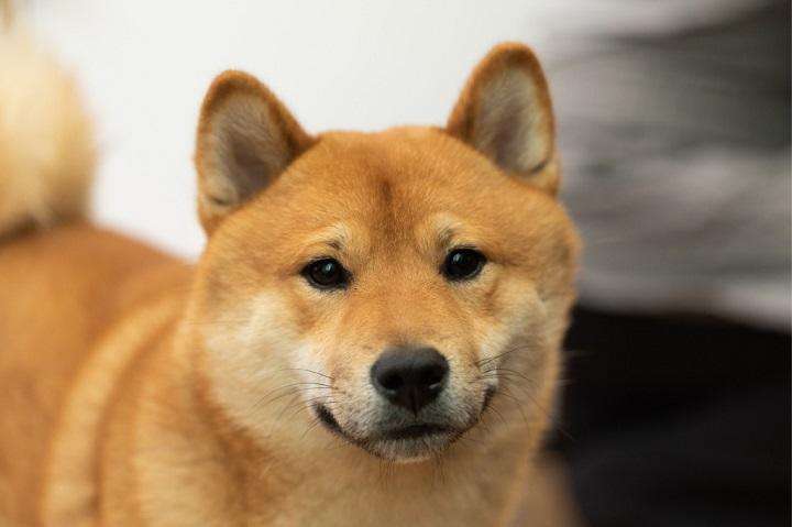 賢くで従順な柴犬（Shiba inu）はアメリカでも人気　Amax Photo/iStock.