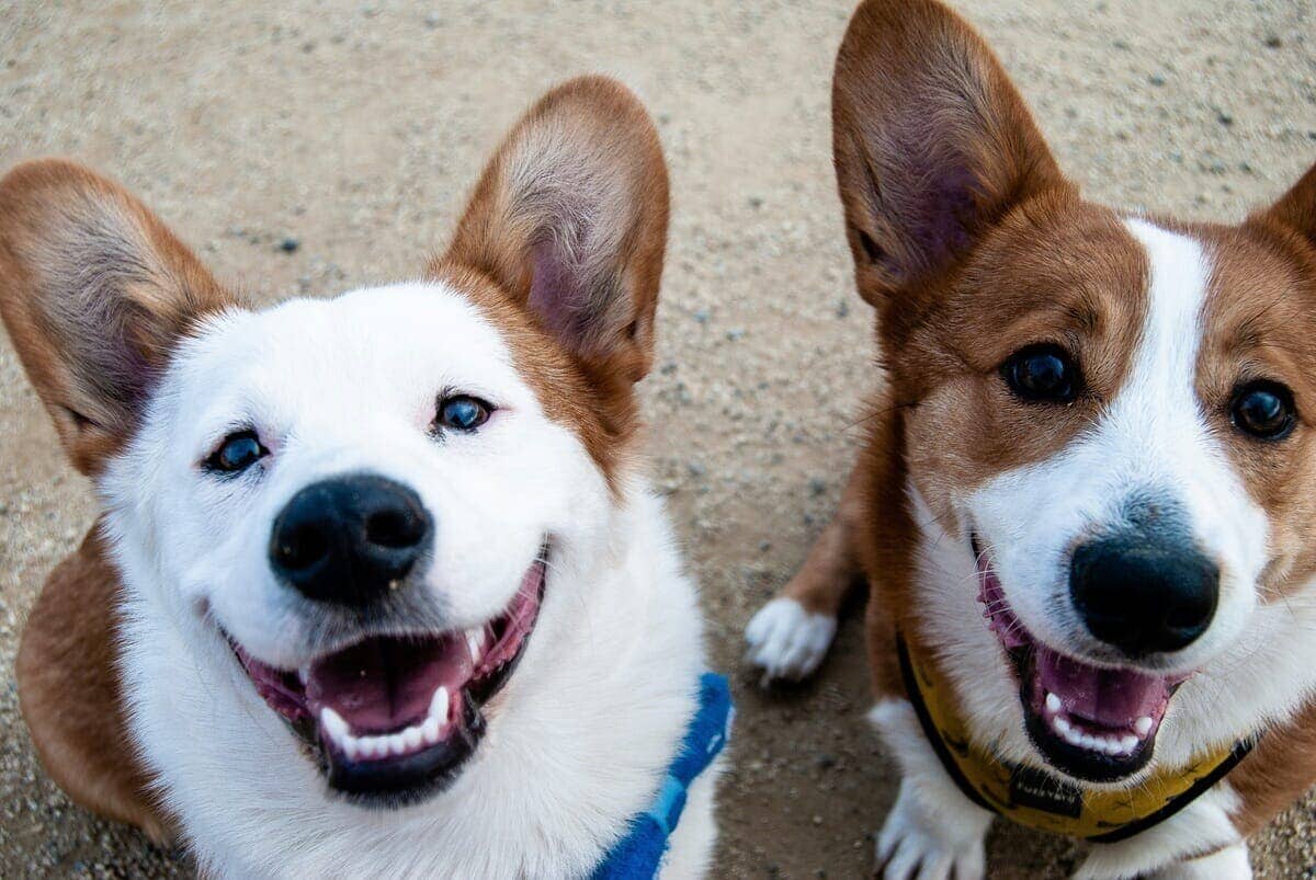 【クイズ】ペットとして、日本で1番人気の「犬種」はどれ？ | ニューズウィーク日本版 オフィシャルサイト