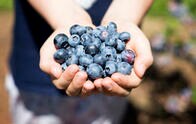 認知機能の向上やがん抑制に期待、今すぐブルーベリーを食べたい7つの理由