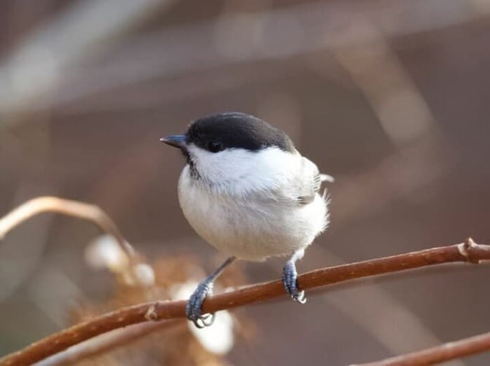 鳥、鈴木 1）鳥の声が気になって。 | シジュウカラは嘘をつく？ 鳥の言葉が