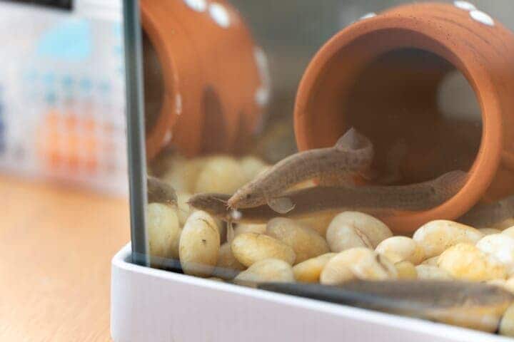 日本の地域経済と食糧を守るどじょう養殖