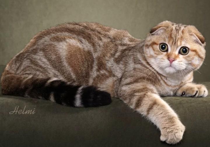 20Scottish Fold.jpg