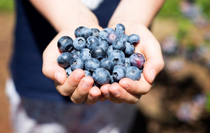 ブルーベリーはスーパーフードと言われている　Oksana_Schmidt -iStock