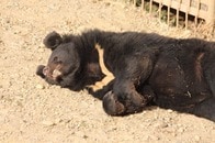【クイズ】日本でツキノワグマの出没件数が「最も多い県」はどこ？