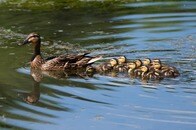 今年も侮れないイグノーベル賞と、社会実装されそうな2つの研究