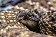 【画像】旅行中の女性、ヨガ中に猛毒ヘビに襲われ丸4日間入院