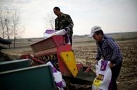 中国、尿素肥料の輸出割当枠を発行＝関係筋