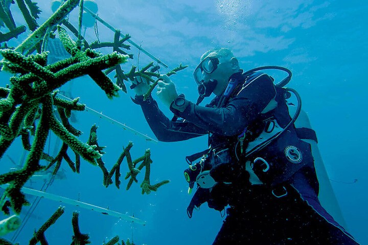 サンゴの保護活動