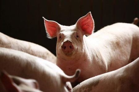 　１月９日、国際獣疫事務局（ＯＩＥ）は、ポーランドのドイツ国境付近で先月、イノシシ５５頭がアフリカ豚コレラ（ＡＳＦ）に感染したとの報告があったとウェブサイトで明らかにした。写真はポーランドの豚舎。ワルシャワで２０１４年４月撮影（２０２０年　ロイター／Kacper Pempel）