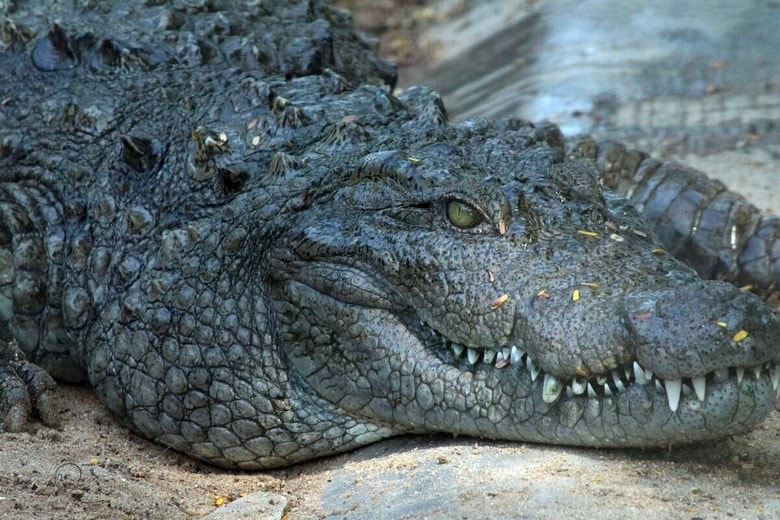 救助を拒み、ワニに囲まれた湖を泳ぎ、警官に迫る（写真はイメージです）　Bharathi Kannan-Unsplash