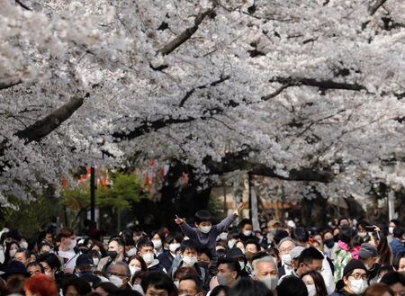 東京都は５日、この日新たに２４９人の新型コロナ感染が確認されたと発表した。写真は、満開のサクラの下をマスク着用で歩く多くの花見客。２０２１年３月２１日に東京・上野公園で撮影。（２０２１年　ロイター／Kim Kyung-Hoon）