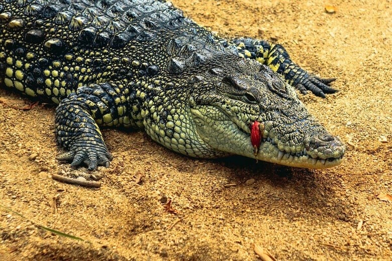 妊娠8カ月の女性、浸水した家でワニに襲われ死亡（写真はイメージです）　Taha Tolga Aksoy-Unspalsh