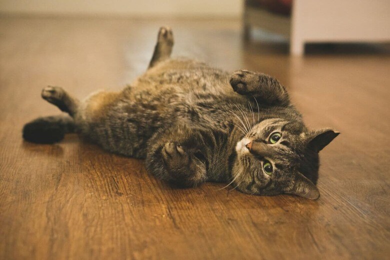 猫も健康管理が大切（写真はイメージです）　Gina Santangelo-Unsplash