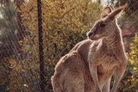 【動画】カンガルーに襲われ男性が死亡か...囲いの中で撮られた「ふれあい」の記録