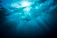 【動画】何も知らず泳ぐ女性にサメがじわじわ接近！