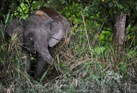 絶滅危惧種のボルネオゾウ、ヤシの実を食べて射殺される