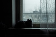 【動画】本当は人が大好きな猫なのに...家族の転居でひとり置き去り