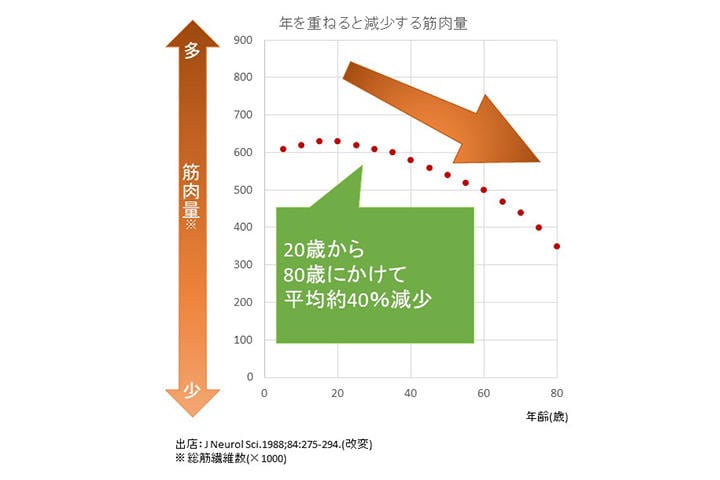「歩く速さ」を支えるのは脚の筋肉とひざ関節のしなやかさ
