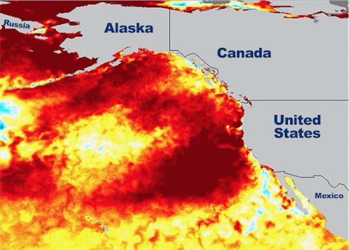 海洋熱波が発生している（NOAA）
