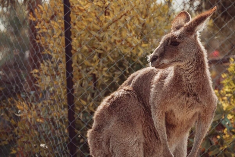 「穏やかな動物」に何が...カンガルーが関与か？ 死亡事故に波紋広がる（写真はイメージです）　Josh Appel-Unsplash