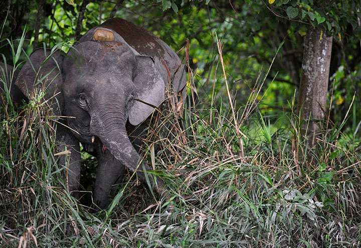 首に研究用の発信機を付けたボルネオ島の希少種ボルネオゾウ。小型なのでピグミー・エレファントとも呼ばれる（2009年）　Ahim Rani-REUTERS