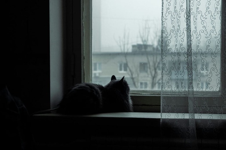 一生大切にしてくれる飼い主を探して（写真はイメージです）　Maksim Zaviktorin-Unsplash