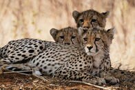 干ばつで母親に捨てられたチーターの赤ちゃんが救出される