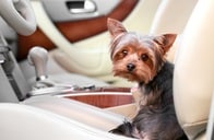 「犬は6分で死ぬ」　猛暑の車内への置き去りはほんの数分も絶対ダメ