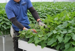 衝撃が走った「さつまいも危機」...農業と食文化を支える霧島酒造「イモテラス」の苗づくり改革