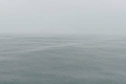 深海に沈んだ牛の死骸に群がり食い荒らす「謎の巨大生物」たちをカメラが捉えた…その正体は？