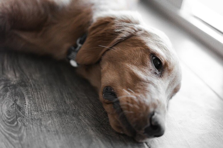 愛犬の悲しげな鳴き声を聞くのはつらい（写真はイメージです）　Matthew Osborn-Unsplash