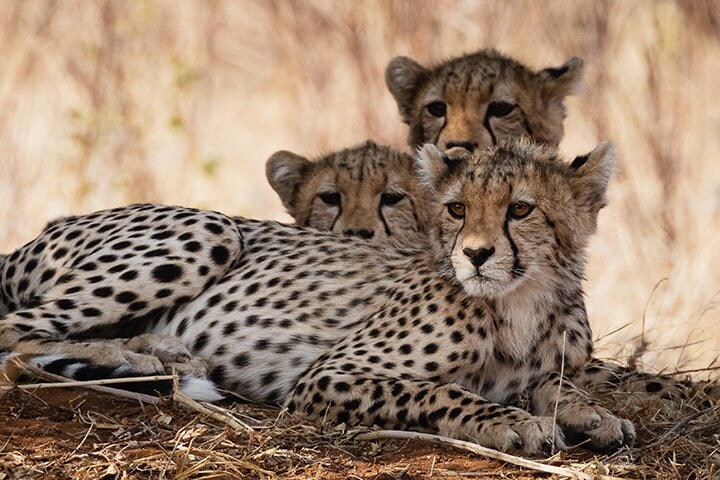 （写真はイメージです）　Bertrand Godfroid-iStock