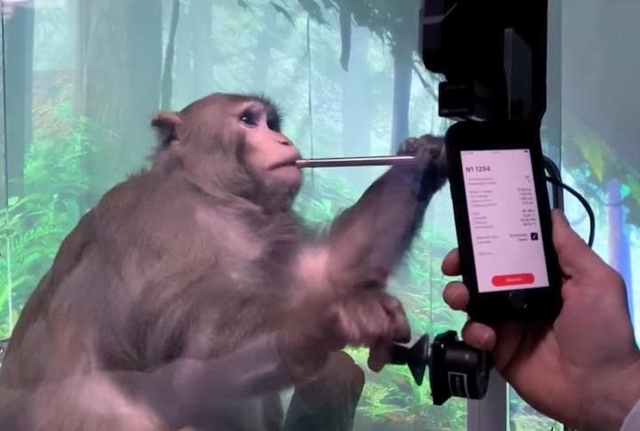 脳にチップを埋め込んだ猿が思考だけで卓球ゲーム「ポン」をプレイした......  neuralink-YouTube