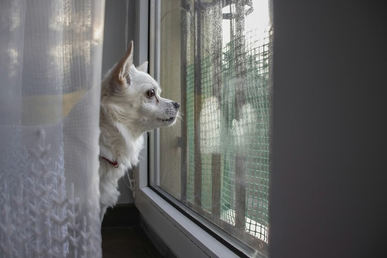 愛犬の悲しげな鳴き声を聞くのはつらい（写真はイメージです）　Anna-Unsplash