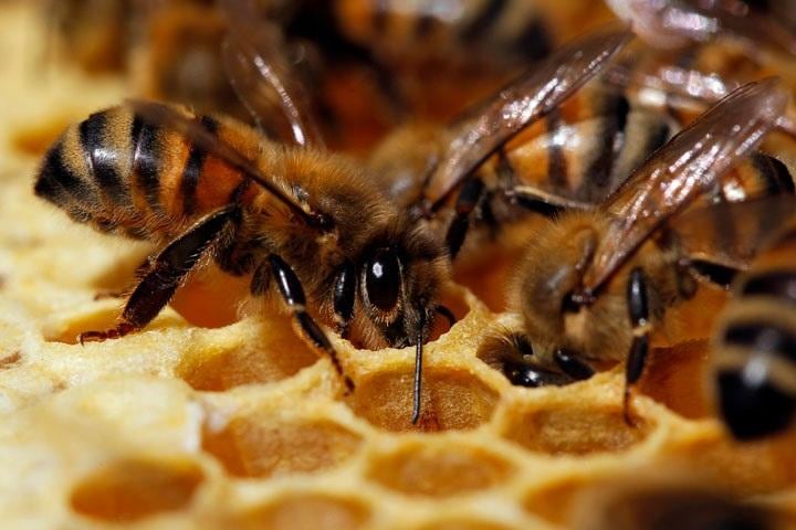 ミツバチは柔軟で驚くべき生殖システムをもっている　Stephane Mahe-REUTERS