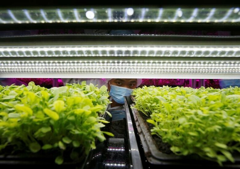 １月１７日、インドア・ファーミング（室内農業）を手掛ける米スタートアップ企業プレンティは、中国の都市部で新たな農業用地を積極的に探している。発光ダイオード（ＬＥＤ）を利用したハイテク設備で有機野菜を栽培する世界的な取り組みの一環。写真は室内での野菜栽培の様子。シンガポールで２０１６年６月撮影（２０１８年　ロイター／Edgar Su）