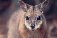 「自然は厳しい...」母ワラビーの「ポケット」から落下した赤ちゃんを待ち受けていた「過酷な運命」にSNS震撼