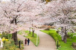 寿命60年のソメイヨシノ、どう残す？　東京ミッドタウン「桜継承プロジェクト」の挑戦