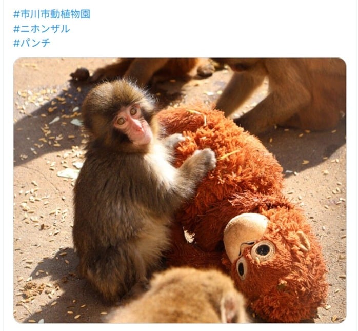 大人気【希少】イケア IKEA サル 人形 ぬいぐるみ トイ IKEAも動いた」ネグレクトされた子猿パンチと「ぬいぐるみ母」の