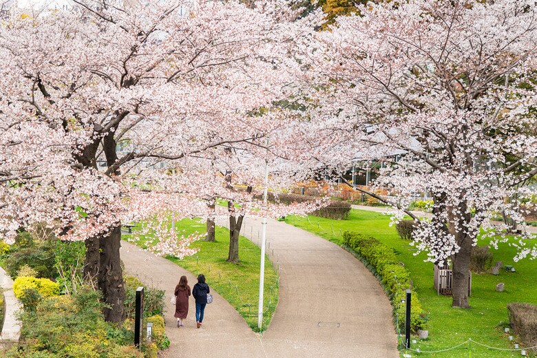 旧防衛庁時代から継承した東京ミッドタウンの桜