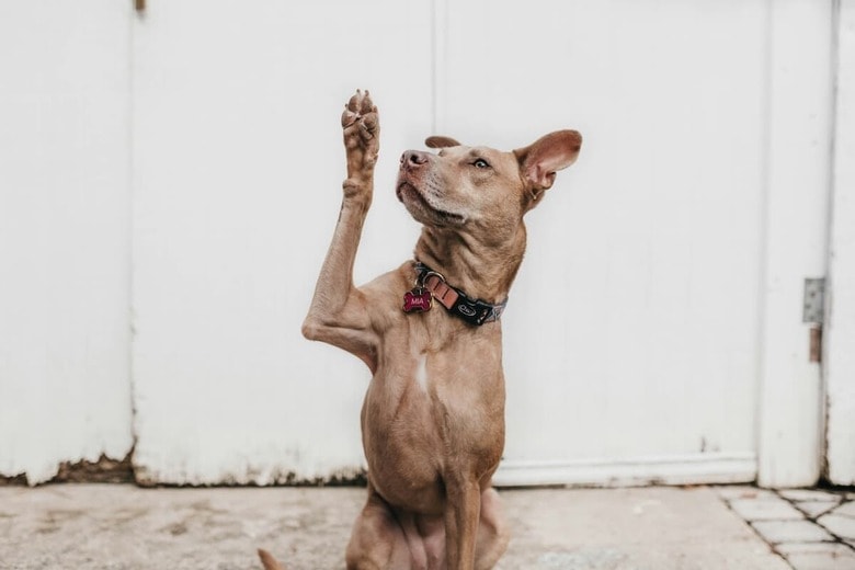 犬の芸はたいていは可愛らしいものだが...（写真はイメージです）　Camylla Battani-Unsplash