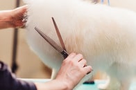 「涙止まらん...」トリミングの結果、何の動物か分からなくなったペットの姿にネット爆笑