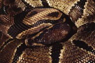 電子レンジの裏に2匹の巨大ヘビ...しかも交尾中...素手で捕獲の瞬間