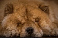 1位は日本生まれのあの犬！ 「最も歩かない」犬種トップ10
