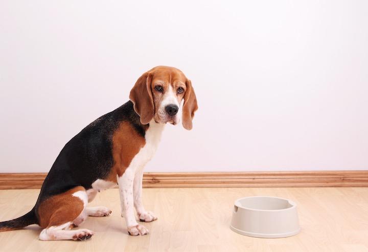 「犬の1日1回の食事は全身の健康増進と関連がある」Sadeugra -iStock