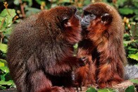 セックスでも子育てでも「メスの優位」こそが社会的調和の要因...サルから学ぶ「男女平等のメリット」