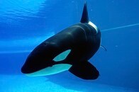 【動画】シャチのレアな「単独狩り」の一部始終...ホホジロザメを捕食...内臓をむさぼる