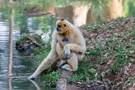 中国が進める「巨大ダム計画」の矛盾...グリーンでも安全でもない「世紀のプロジェクト」