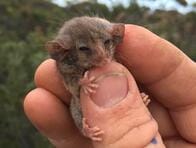絶滅していなかった......世界最小の有袋類ピグミーポッサム発見される